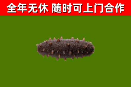 黑山县回收海参干